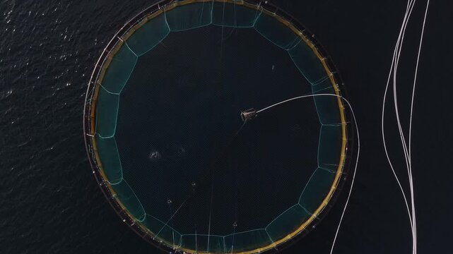 Aerial top down view of a circular salmon farming pen in Lofoten, Norway. Yellow collar, turquoise nets, dark water, mooring lines, ripples, warm daylight.