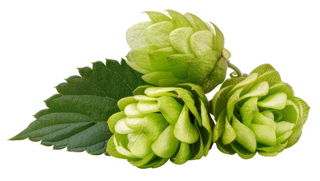 Green hops cones and leaf on white