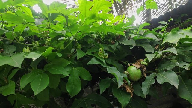 Closeup view of unripe green passion fruit showing smooth skin and natural texture