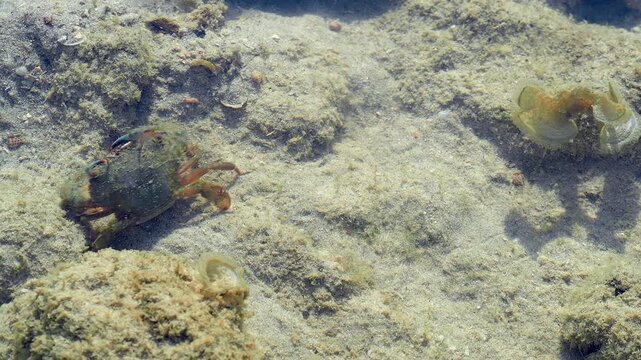 Small Coastal Crab Moving Across Sandy Seabed in Shallow Tropical Water