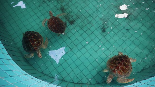 Tracking shot of sea turtles swimming in tiled rehabilitation pool from top down.