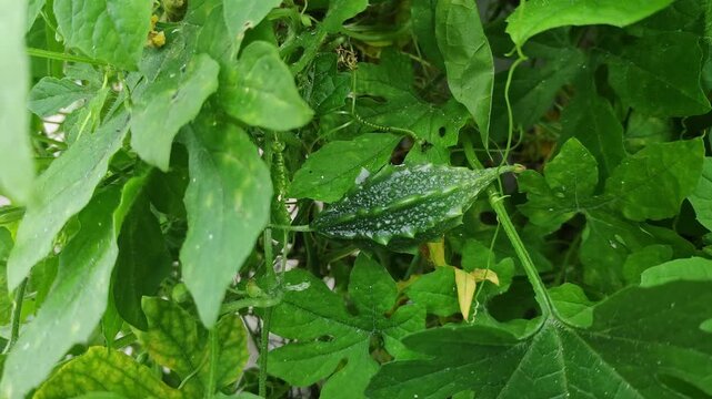 Closeup view of bitter gourd growing on plant showing texture and natural green color
