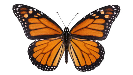 Monarch butterfly with orange black, and white wings © Lukas
