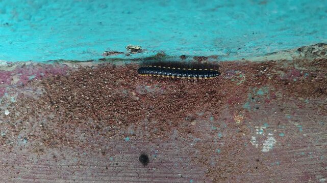 Closeup view of yellow spotted millipede showing segmented body and detailed insect texture