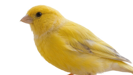Fototapeta premium Bright yellow canary bird side view