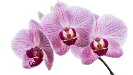Obraz premium Pink Phalaenopsis orchid flowers with purple centers and delicate veins