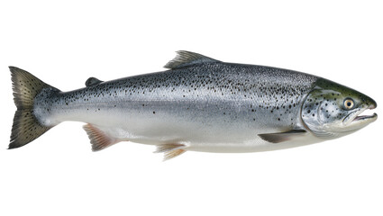 Whole Atlantic Salmon Fish Side View © Leon