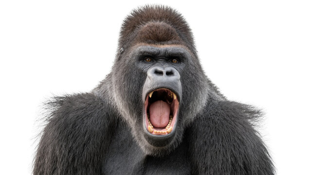 Aggressive male gorilla roaring with mouth open, isolated on transparent background