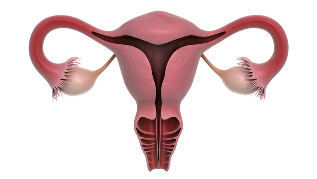 Human female reproductive system uterus and ovaries