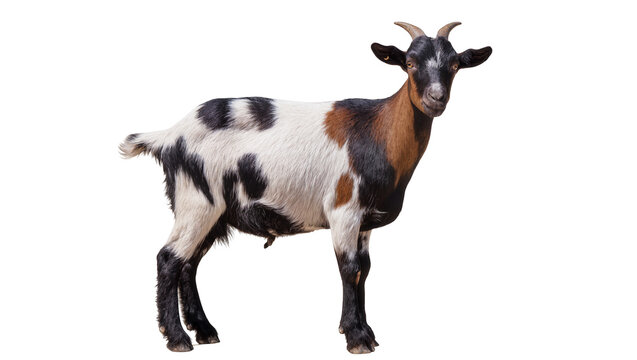 Spotted goat with horns standing on white