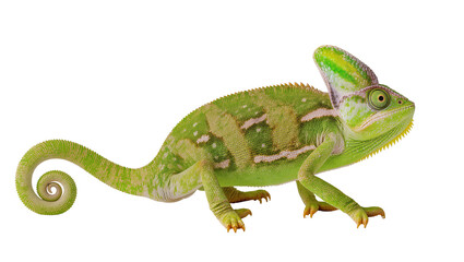 Naklejka premium Green chameleon with crest on head and curled tail