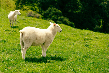 Obraz premium White Sheep Grazing Lush Green Hillside