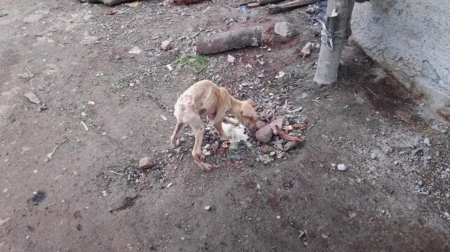 Video of emaciated stray dog struggling to eat food on ground showing harsh survival reality