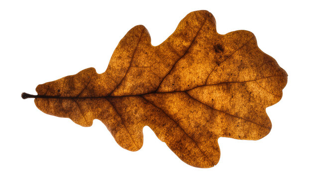 Brown oak leaf with visible veins and texture