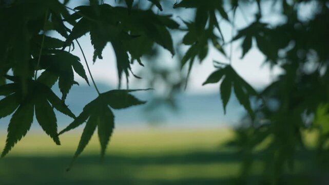 Shade of trees swaying in the breeze at a lakeside park in summer