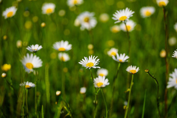 Fototapeta premium White daisies blooming in a lush green meadow with soft blurred background