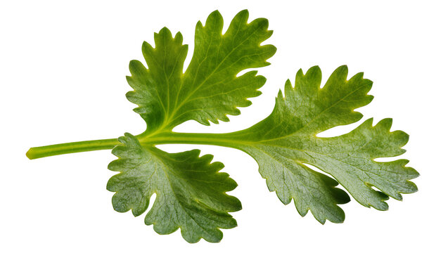 Green cilantro leaves with serrated edges on stem