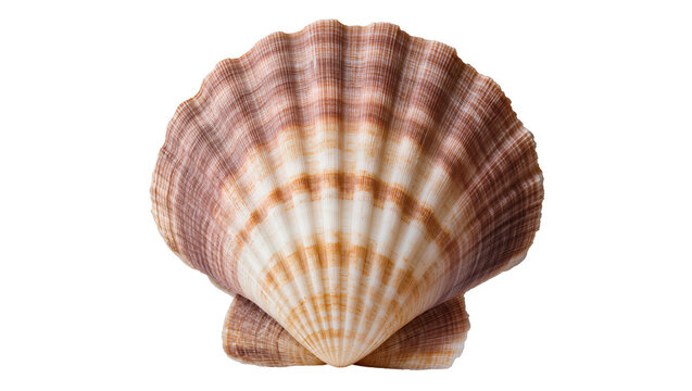 Scallop seashell with brown and white stripes
