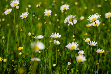 Fototapeta premium Wild daisies blooming in a sunlit green meadow