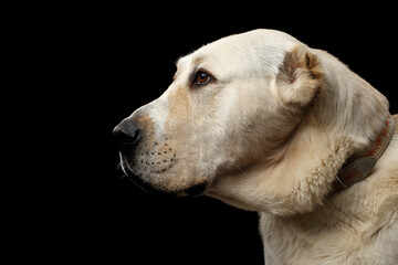 Central Asian Shepherd close-up profile portrait on black background, studio shot © seregraff