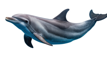 Fototapeta premium Bottlenose dolphin swimming in blue water