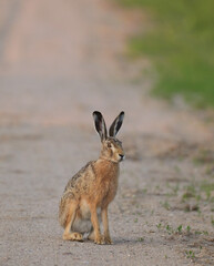 Zając szarak (Lepus europaeus) siedzący czujnie na piaszczystej wiejskiej drodze, dzika przyroda. © Joanna