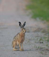 Zając szarak (Lepus europaeus) siedzący czujnie na piaszczystej wiejskiej drodze, dzika przyroda. © Joanna