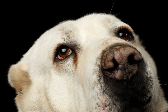 Close-up Portrait of Dog Central Asian Shepherd or Alabai with damaged nose, on Isolated Black Background