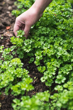 Picking parsley in a garden