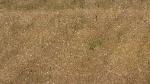 Golden Grain Field Moving in Breeze, Summer Agriculture Concept