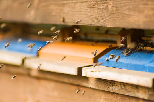 Swarm of honey bees flying around colorful wooden beehives
