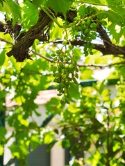 Fototapeta premium Close up view of young unripe green grapes hanging from a grapevine under a canopy of green leaves in bright sunlight