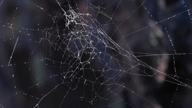 Macro view of detailed spider web strands gently swaying in wind during bright morning light.