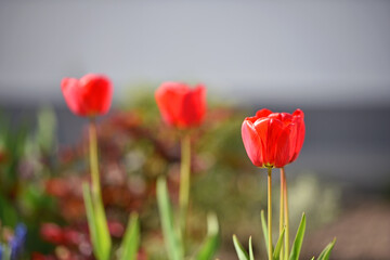 Obraz premium Tulipa. red tulips. beautiful flowers blooming in spring on a flower bed in the garden. delicate red tulips. floral holiday background. spring flowers, a gift to your girlfriend, close-up
