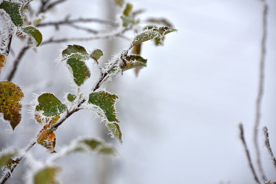 leaf on a branch in frost needles. Morning frost. Rime. Late fall, first frost, on a tree branch. winter background. leaves are covered with white frost. low temperature. beauty of nature. season