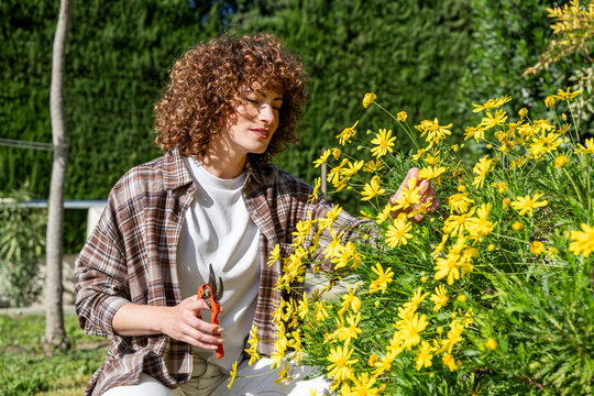 Woman cutting yellow spring flower in sunny garden