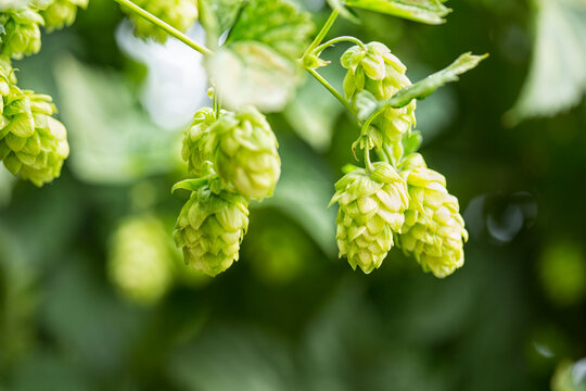 Hop cone, Humulus lupulus
