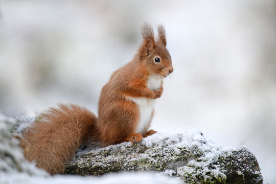 Red squirrel sitting on branch during winter