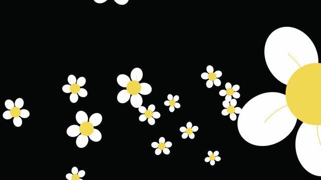 Suitable for floralthemed designs or nature related projects, this graphic asset features multiple white daisy petals with yellow centers on a black background.