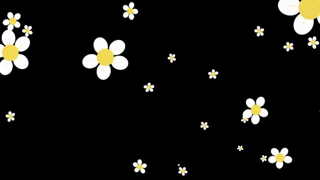 falling bright yellow daisy flowers complement a dark black background pattern. Perfect for floral designs, background prints, summer themes, graphic projects.