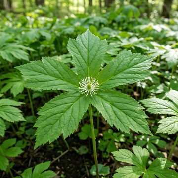 Goldenseal (Hydrastis canadensis), herb, medicine herb, medicine nature, asian herb, asian medicine, chinese herb, chinese medicine herb, Hydrastis canadensis, Goldenseal, seeds, Goldenseal seeds, lad