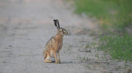 Zając szarak (Lepus europaeus) siedzący czujnie na piaszczystej wiejskiej drodze, dzika przyroda. © Joanna