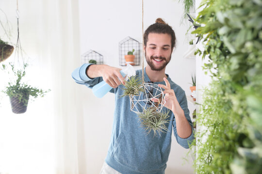 Young man watering air plants in geometric pendant