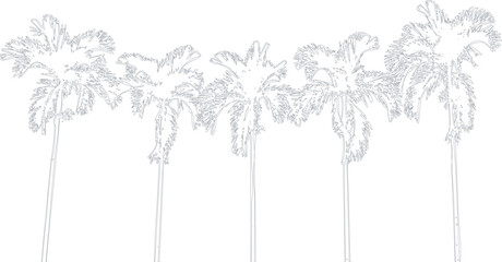 Five palm trees in a row © Asad