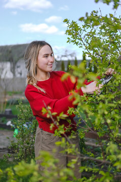 Gardener pruning a leafy green bush in the yard during springtime