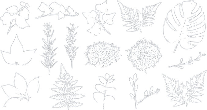 Set of handdrawn botanical elements, various leaves, ferns, and herbs, line art illustration