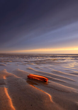 Beautiful backlit razor shell at sunset on the North Sea beach of Egmond aan zee