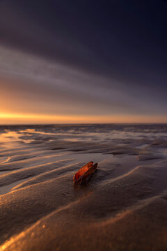 Colorful sunset on the North Sea beach of Egmond aan zee, with beautiful backlit razor shell