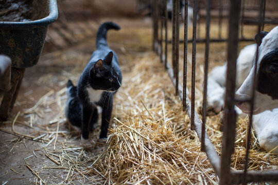 Cats and calf on farm