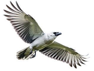 Obraz premium Majestic white Raven PNG – Flying Bird with Open Wings on Transparent Background